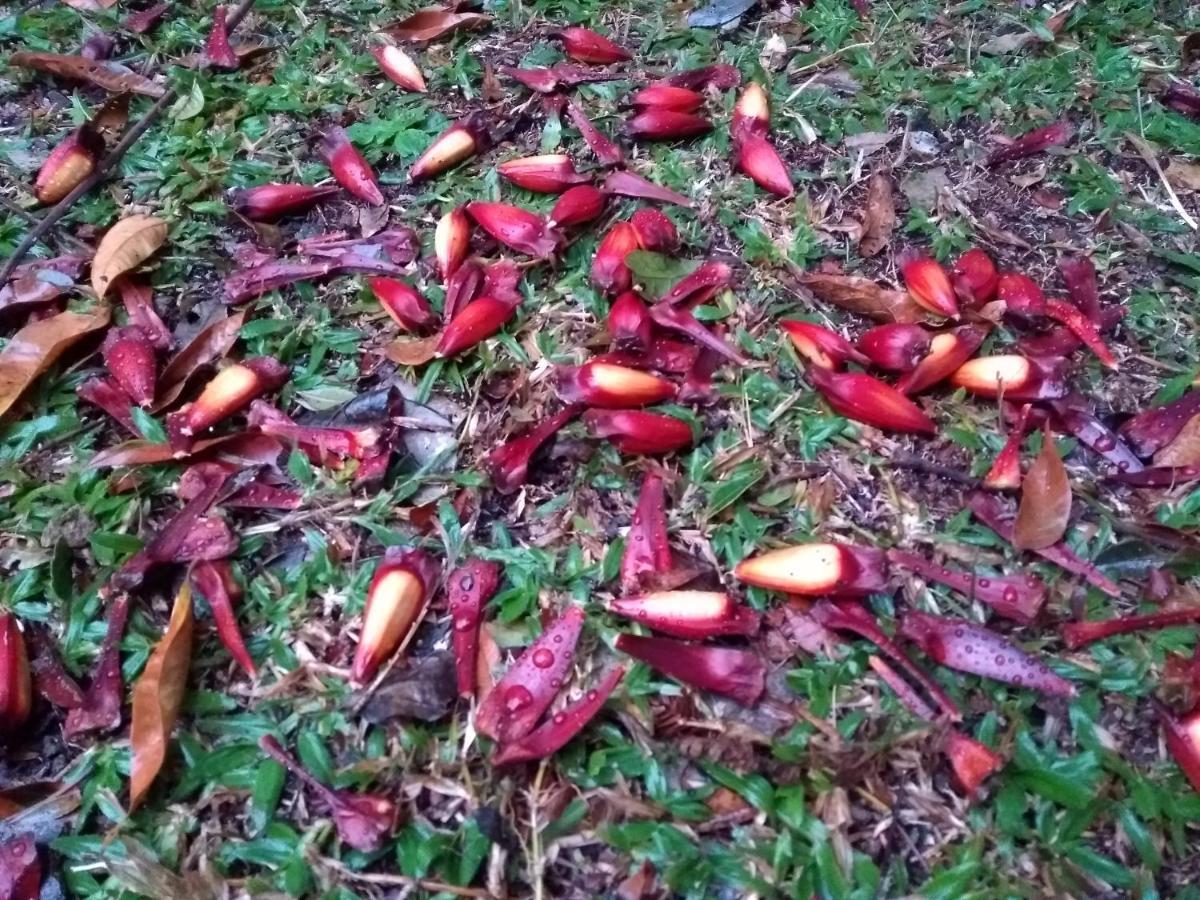 Recanto Da Mata Pousada São Francisco de Paula 外观 照片